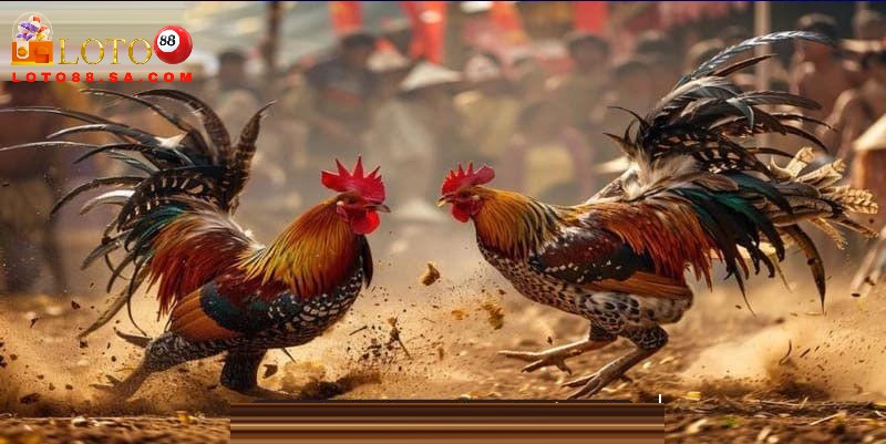 Chú ý tìm hiểu các quy tắc cơ bản và phân hạng gà